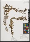 Foto von Salix triandra subsp. amygdalina (L.) Schübl. & G. Martens